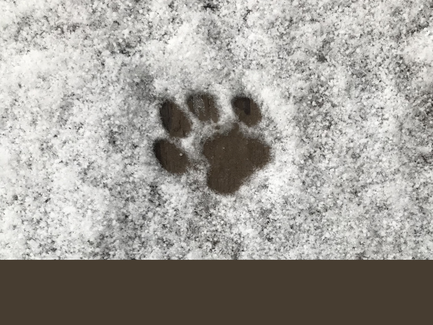 catprint